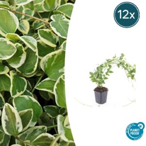 12X Vinca Major 'Variegata' - ↕10-25Cm - Ø9Cm