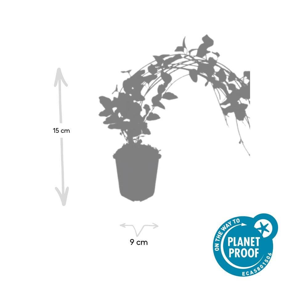 12X Vinca Major 'Variegata' - ↕10-25Cm - Ø9Cm - Afbeelding 2