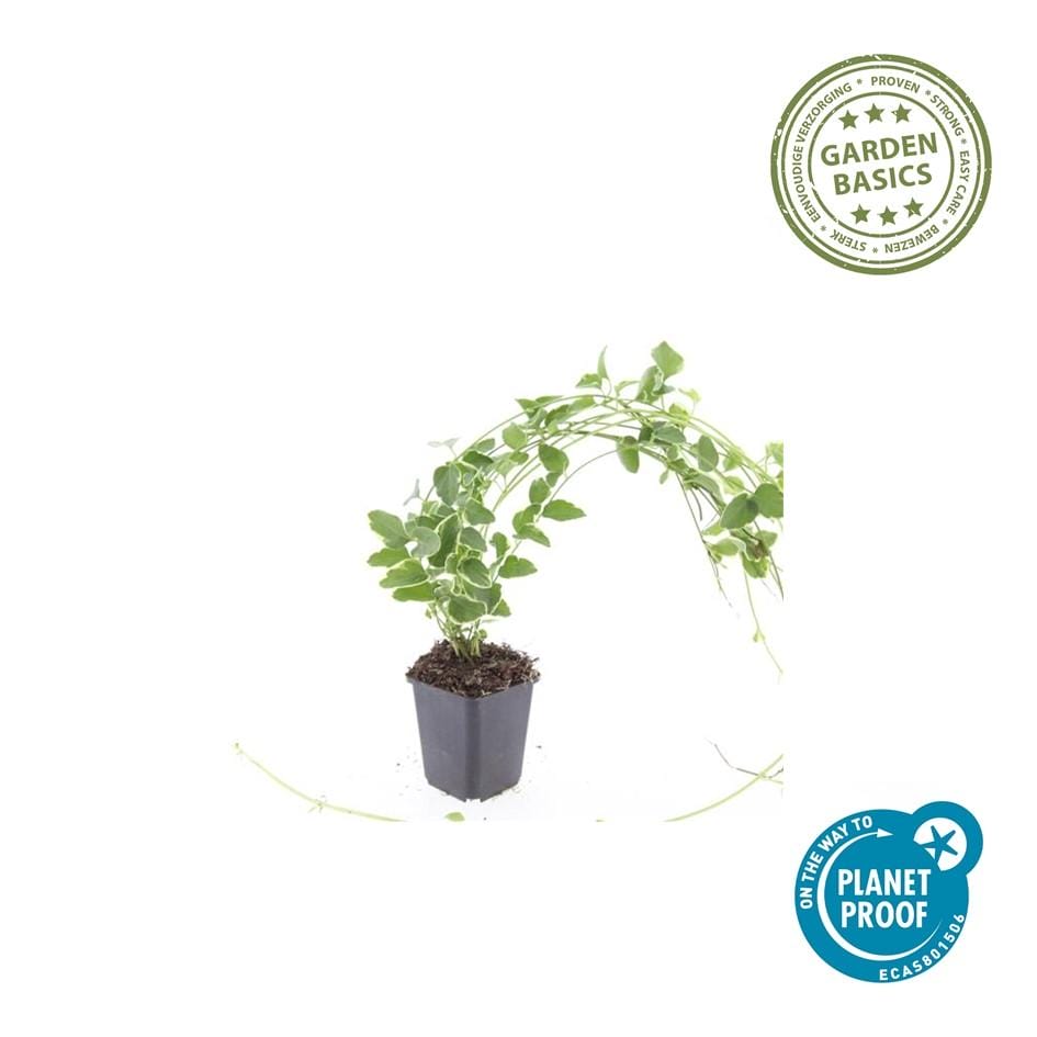 12X Vinca Major 'Variegata' - ↕10-25Cm - Ø9Cm - Afbeelding 3