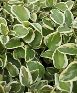 12X Vinca Major 'Variegata' - ↕10-25Cm - Ø9Cm - Afbeelding 5