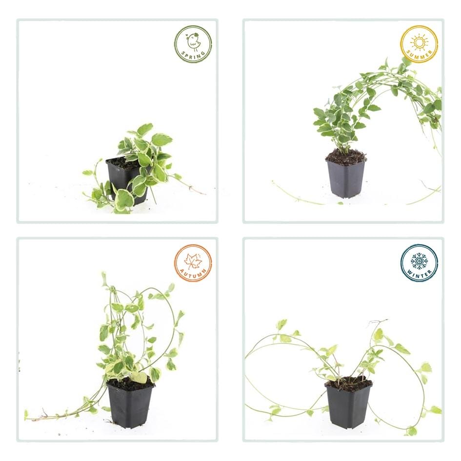 20X Vinca Major 'Variegata' - ↕10-25Cm - Ø9Cm - Afbeelding 3