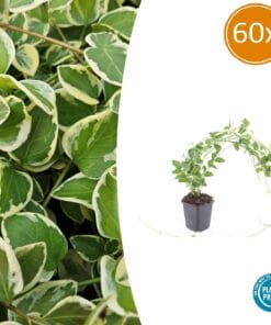 60X Vinca Major 'Variegata' - ↕10-25Cm - Ø9Cm