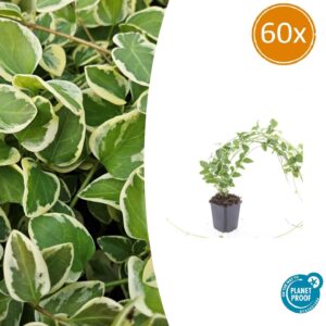 60X Vinca Major 'Variegata' - ↕10-25Cm - Ø9Cm