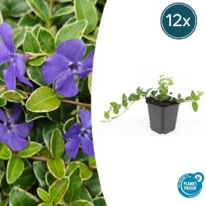 12X Vinca Minor 'Ralph Shugert' - ↕10-25Cm - Ø9Cm