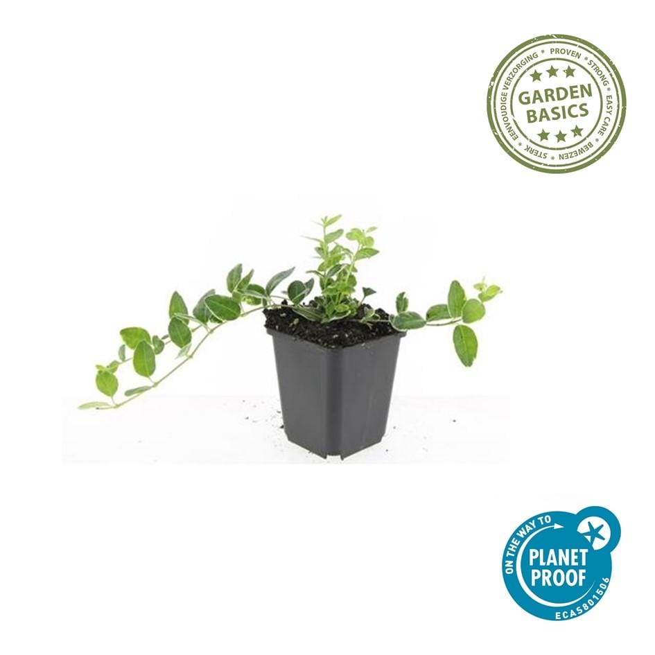 12X Vinca Minor 'Ralph Shugert' - ↕10-25Cm - Ø9Cm - Afbeelding 2