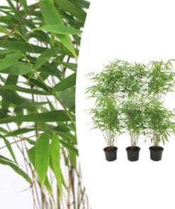 6X Fargesia Rufa Ø13 Cm - ↕25 Cm Bamboe