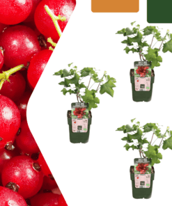 3 X Biologische Kruisbessenplanten - Ø 13 Cm - ↨ 20 Cm