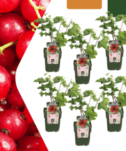 6 X Biologische Kruisbessenplanten - Ø 13 Cm - ↨ 20 Cm