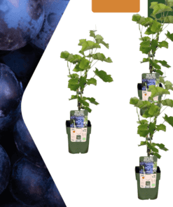 3 X Biologische Druivenplanten - Ø 13 Cm - ↨ 20 Cm