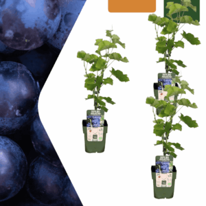 Druivenplant biologisch (Vitis vinifera) – set van 3 geteelde – pot 13 cm, ±20 cm