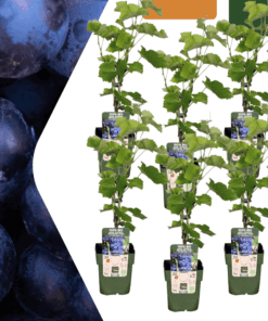 6 X Biologische Druivenplanten - Ø 13 Cm - ↨ 20 Cm