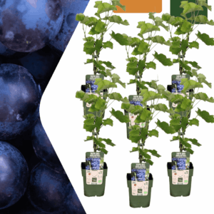 Druivenplant (Vitis vinifera) – biologisch geteeld fruitklimmer – pot 13 cm, ±20 cm