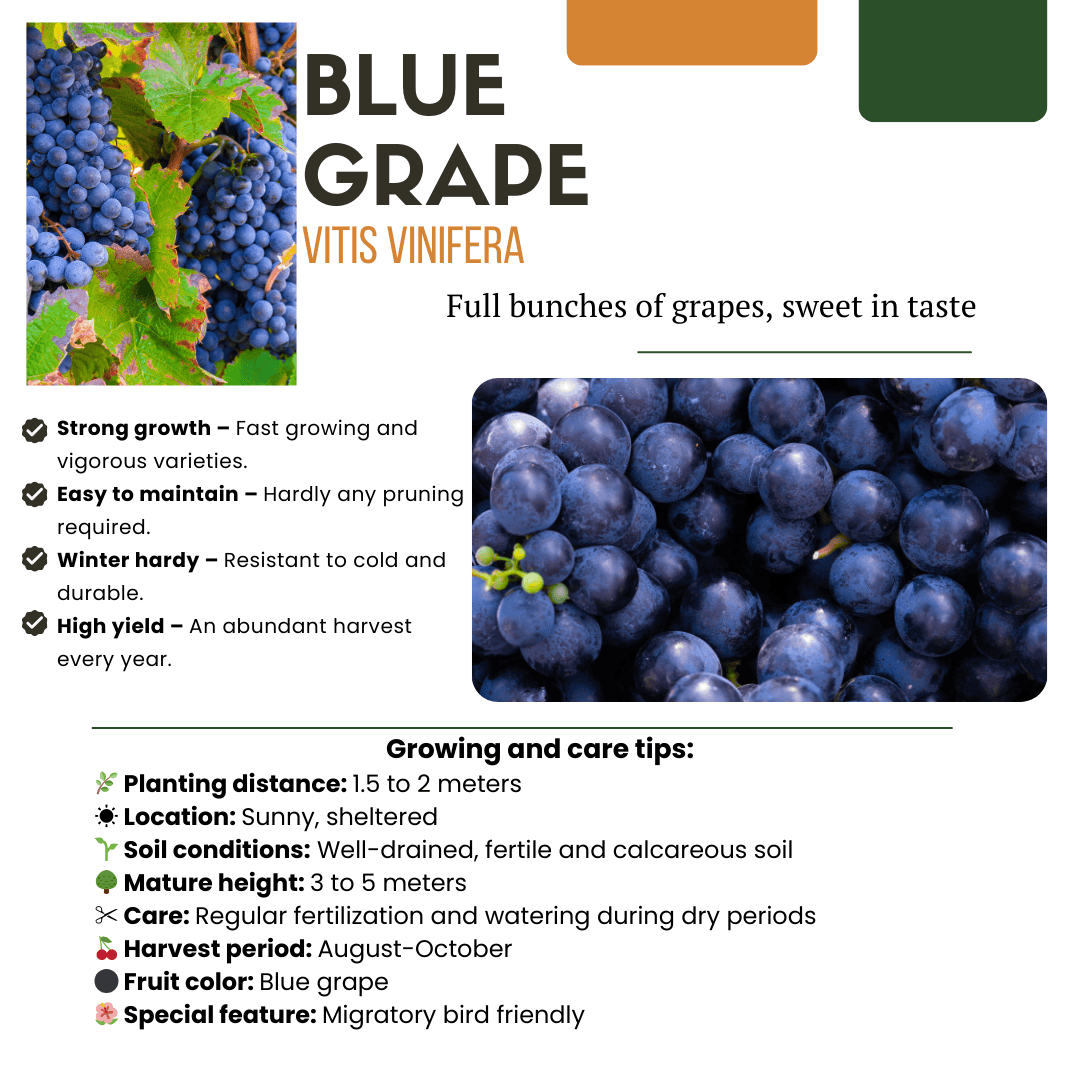 6 X Biologische Druivenplanten - Ø 13 Cm - ↨ 20 Cm - Afbeelding 4