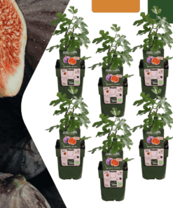 6 X Biologische Vijgenbomen - Ø 13 Cm - ↨ 20 Cm