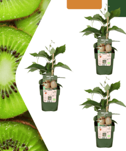 3 X Biologische Kiwiplanten - Ø 13 Cm - ↨ 20 Cm