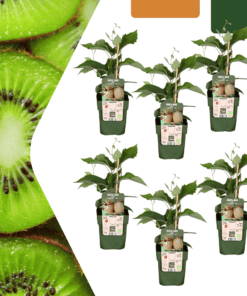 6 X Biologische Kiwiplanten - Ø 13 Cm - ↨ 20 Cm