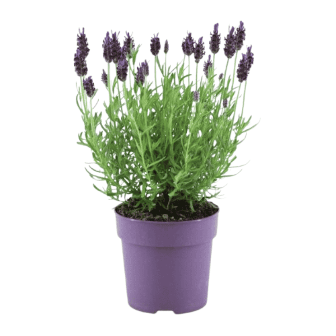 6X Lavandula Stoechas Anouk® - 12 Cm Pot - Set Van 6 Franse Lavendels - Afbeelding 3