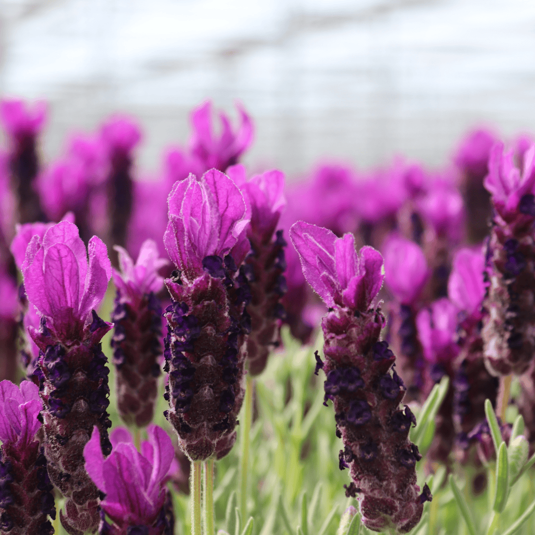 6X Lavandula Stoechas Anouk® - 12 Cm Pot - Set Van 6 Franse Lavendels - Afbeelding 4