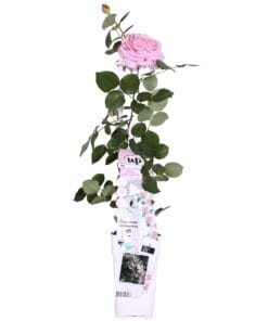 Rosa Crazy In Love 'Pink' - Roze Roos - Ø15Cm - ↕65Cm