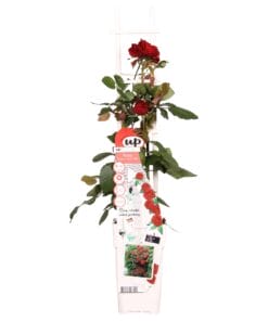 Rosa Crazy In Love 'Red' - Rode Roos - Ø15Cm - ↕65Cm