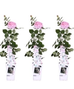 3X - Rosa Crazy In Love 'Pink' - ↨65Cm - Ø15