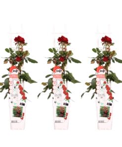 3X - Rosa Crazy In Love 'Red' - ↨65Cm - Ø15