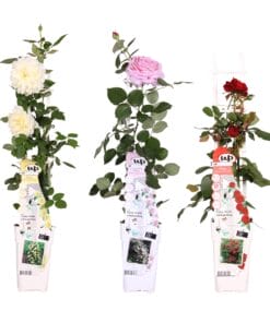 3X - Rosa Mix - ↨65Cm - Ø15