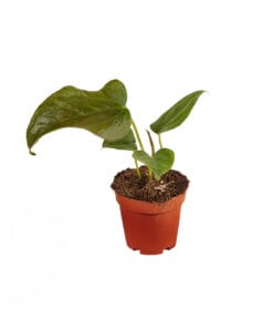 Anthurium Queen of Hearts ↕15Cm - Ø6Cm