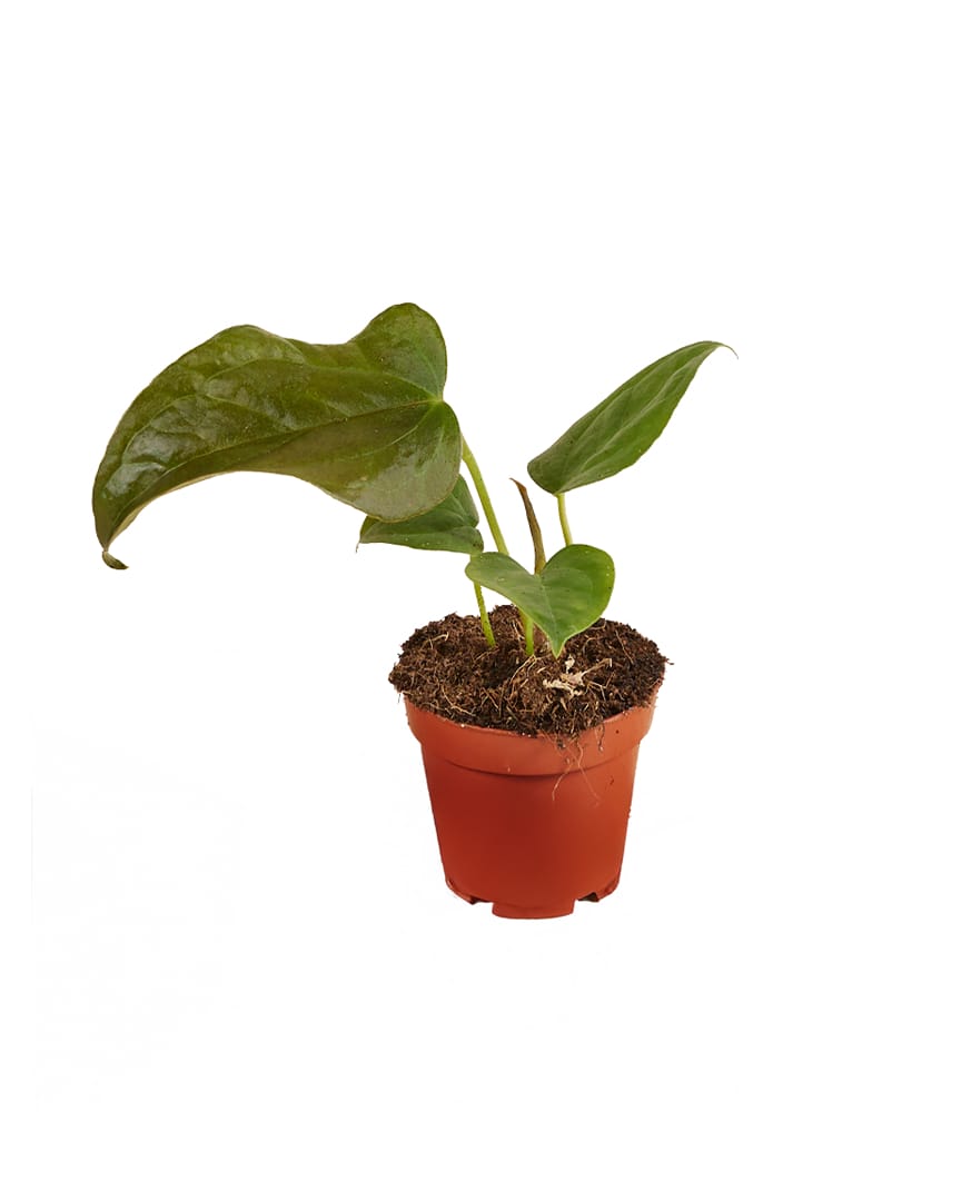 Anthurium Queen of Hearts ↕15Cm - Ø6Cm