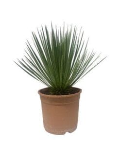 Yucca Rostrata - 60 Cm - Ø24Cm