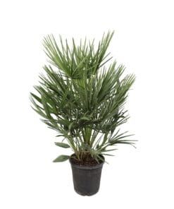 Chamaerops Humilis - 100Cm - Ø21