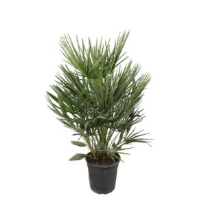 Chamaerops, Dwergpalm – robuuste palm als kamerplant – pot 21 cm, ±100 cm