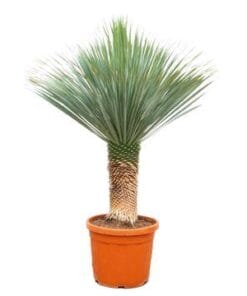 Yucca Rostrata - 170Cm - Ø55