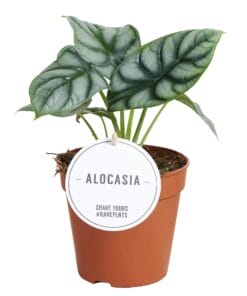 Alocasia Silver Dragon - Ø12Cm - ↕25Cm