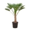 Trachycarpus Wagnerianus - 130Cm