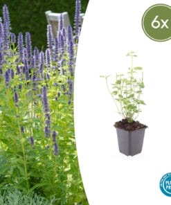 6X Agastache 'Black Adder' - ↕10-25Cm - Ø9Cm