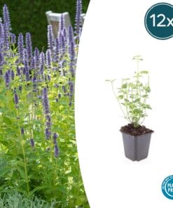 12X Agastache 'Black Adder' - ↕10-25Cm - Ø9Cm