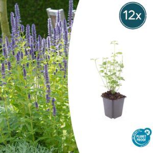 12X Agastache 'Black Adder' - ↕10-25Cm - Ø9Cm