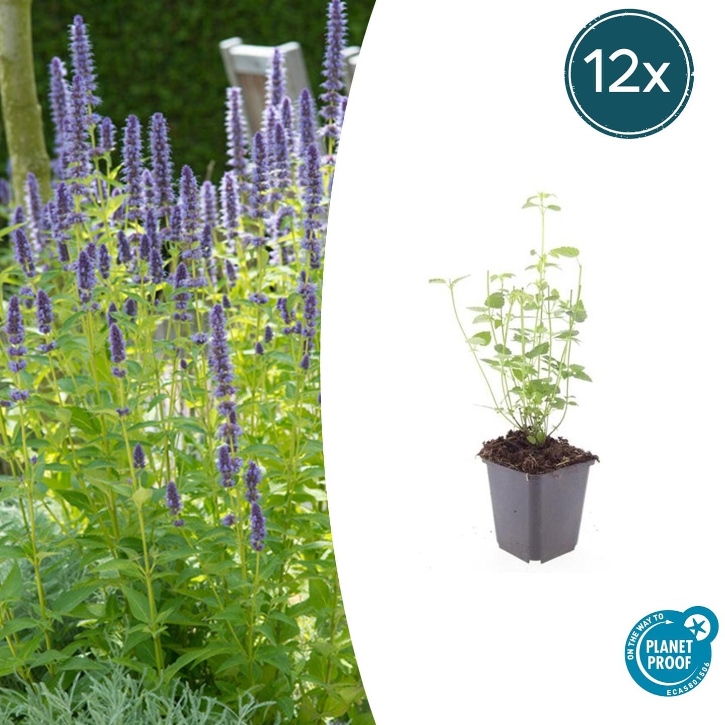 12X Agastache 'Black Adder' - ↕10-25Cm - Ø9Cm
