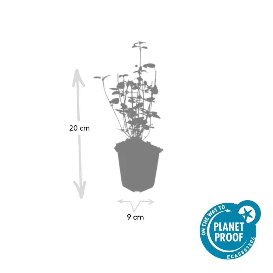 12X Agastache 'Black Adder' - ↕10-25Cm - Ø9Cm - Afbeelding 2