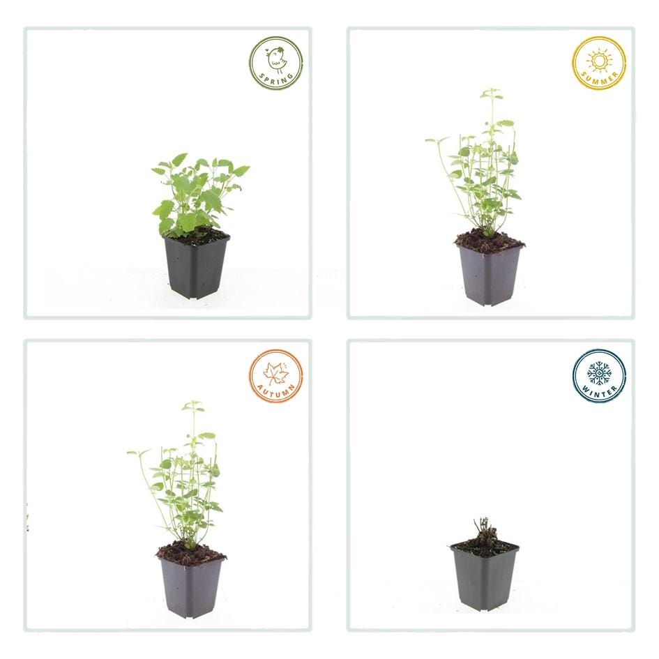 20X Agastache 'Black Adder' - ↕10-25Cm - Ø9Cm - Afbeelding 3