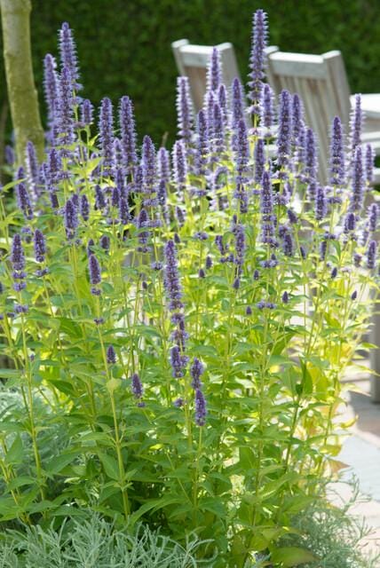 20X Agastache 'Black Adder' - ↕10-25Cm - Ø9Cm - Afbeelding 5
