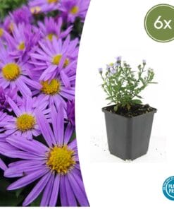 6X Aster (D) 'Prof. Anton Kippenberg'  - ↕10-25Cm - Ø9Cm