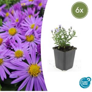 Herfstaster 'Prof. Anton Kippenberg' – 10-25 cm