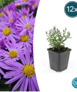 12X Aster (D) 'Prof. Anton Kippenberg'  - ↕10-25Cm - Ø9Cm