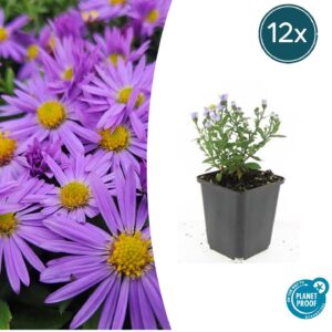 Herfstaster 'Prof. Anton Kippenberg' – 10-25 cm