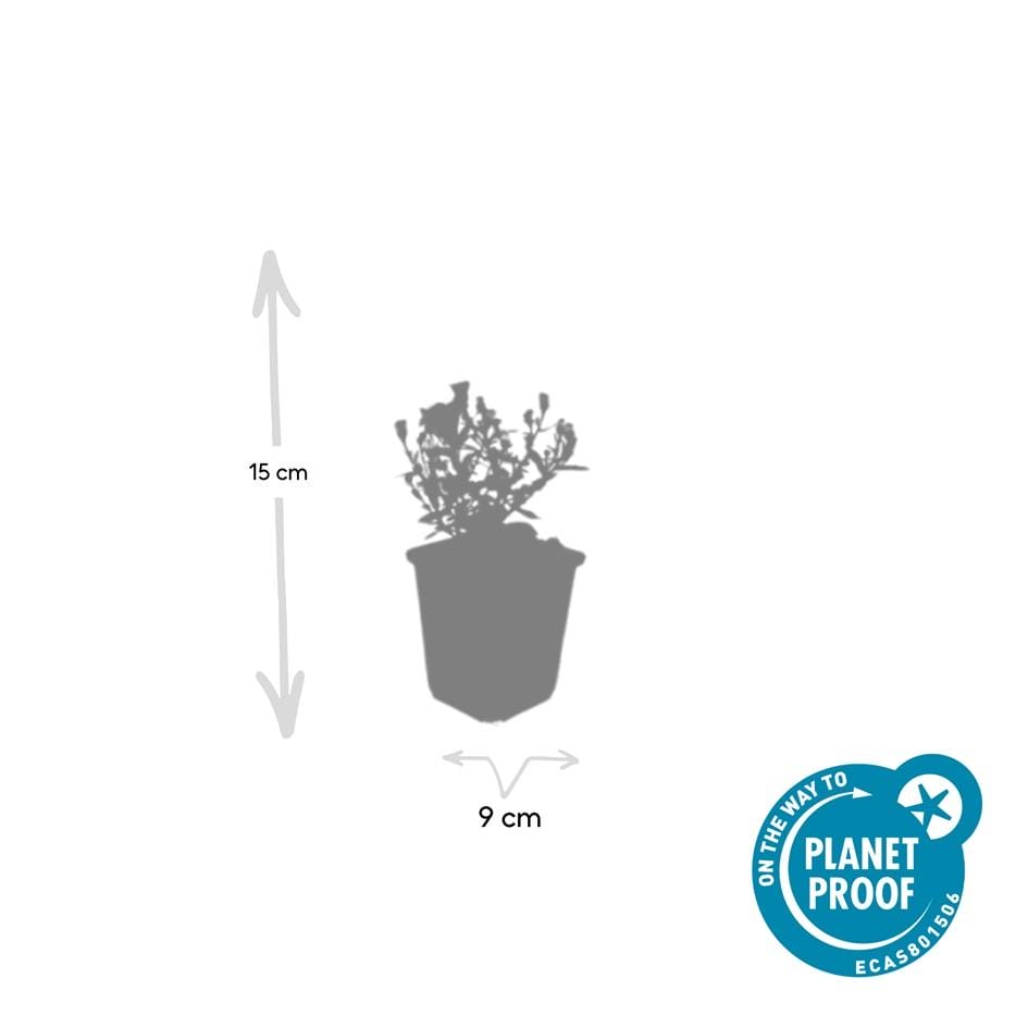 12X Aster (D) 'Prof. Anton Kippenberg' - ↕10-25Cm - Ø9Cm - Afbeelding 2