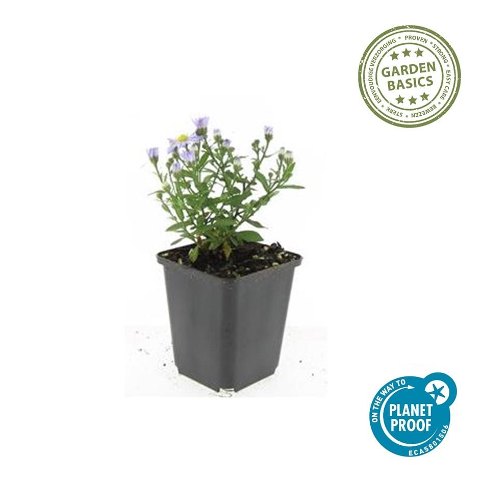 12X Aster (D) 'Prof. Anton Kippenberg' - ↕10-25Cm - Ø9Cm - Afbeelding 3