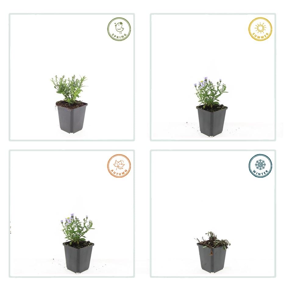 12X Aster (D) 'Prof. Anton Kippenberg' - ↕10-25Cm - Ø9Cm - Afbeelding 4