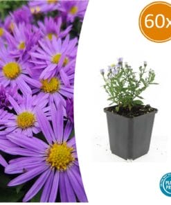 60X Aster (D) 'Prof. Anton Kippenberg'  - ↕10-25Cm - Ø9Cm